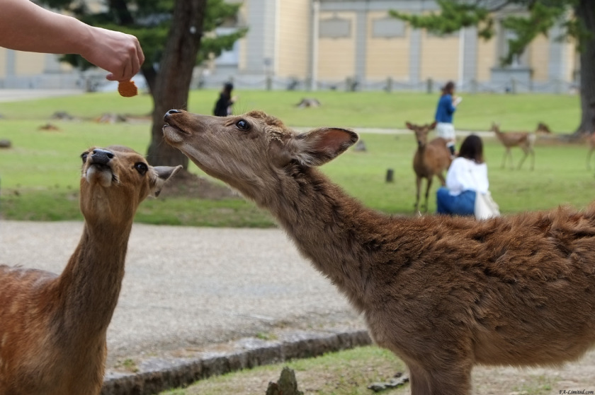 tak1705_Nara01.jpg