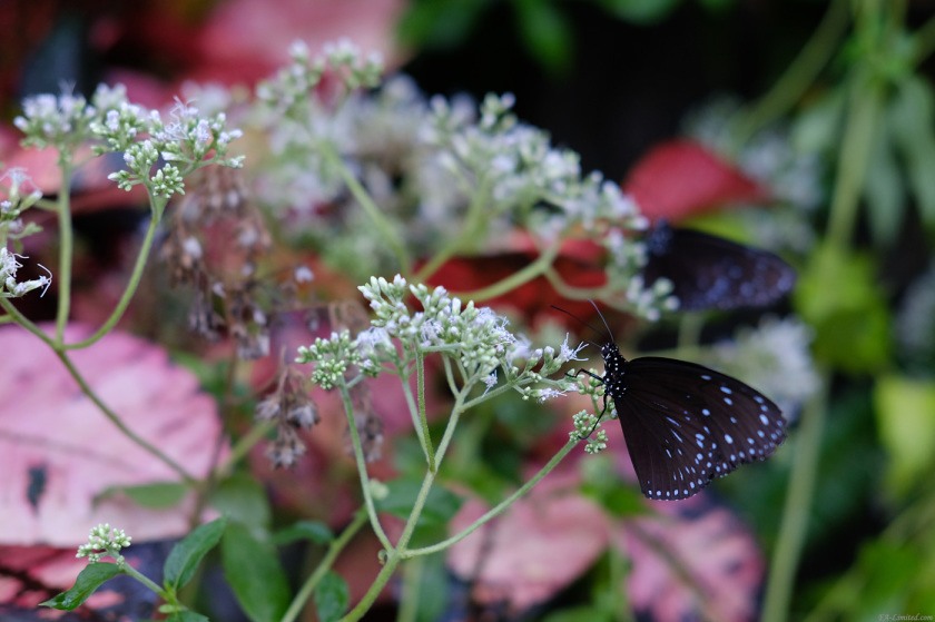 tak1709_Insect01.jpg tak1709_Insect01.jpg