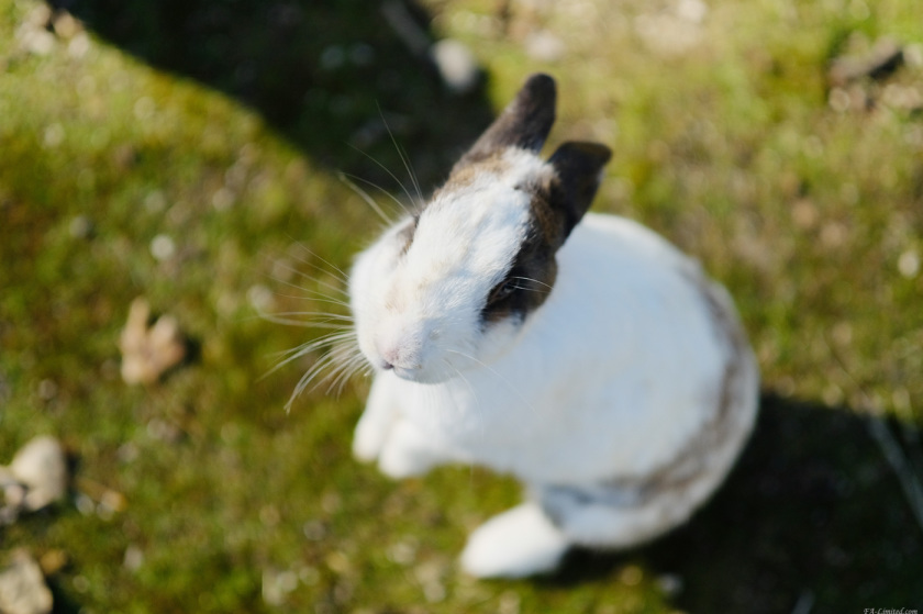 tak1712_Rabbit04.jpg tak1712_Rabbit04.jpg