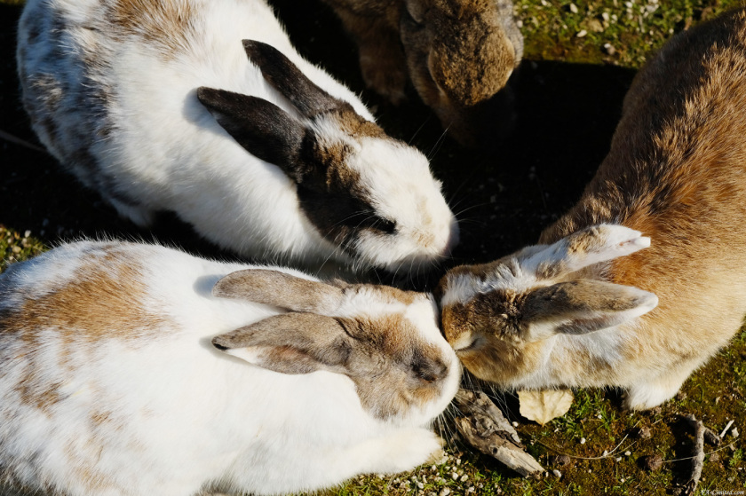 tak1712_Rabbit05.jpg tak1712_Rabbit05.jpg