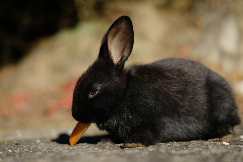 tak1712_Rabbit10.jpg tak1712_Rabbit10.jpg