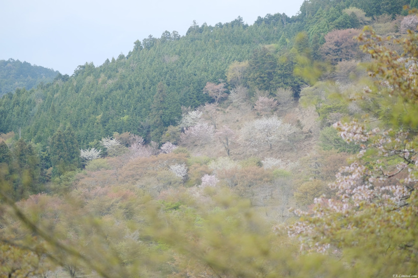 tak1804_Yoshino05.jpg tak1804_Yoshino05.jpg