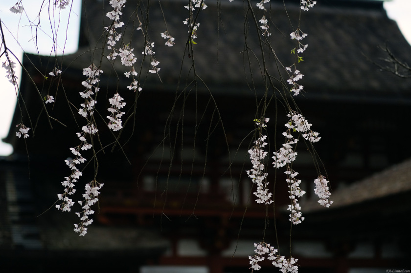tak1804_Yoshino02.jpg tak1804_Yoshino02.jpg