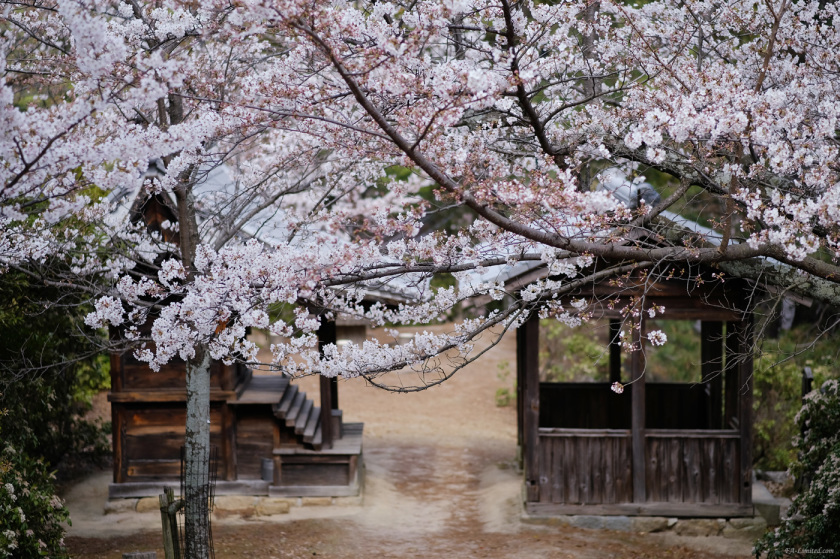 tak1903_Miyajima01.jpg tak1903_Miyajima01.jpg