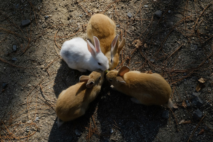tak1911_Okunoshima01.jpg tak1911_Okunoshima01.jpg