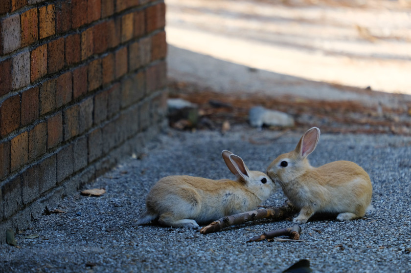 tak1911_Okunoshima02.jpg tak1911_Okunoshima02.jpg