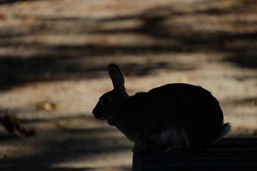 tak1911_Okunoshima03.jpg tak1911_Okunoshima03.jpg