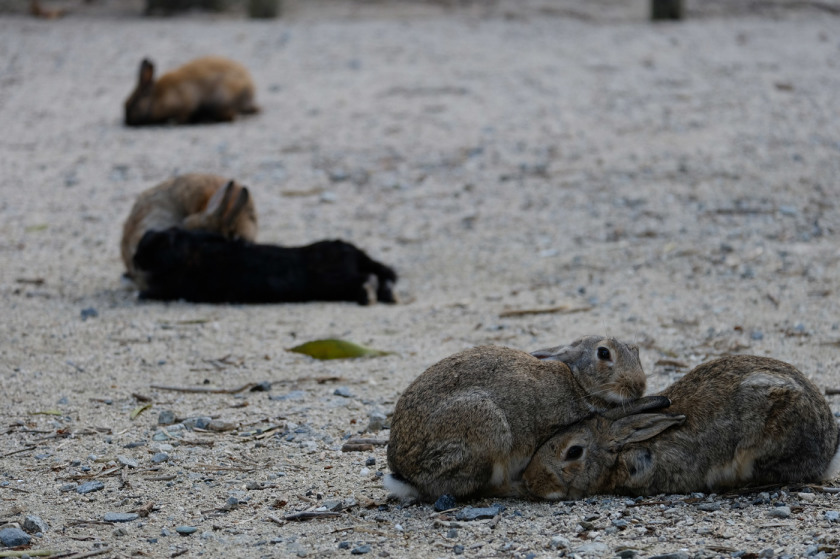 tak1911_Okunoshima04.jpg tak1911_Okunoshima04.jpg