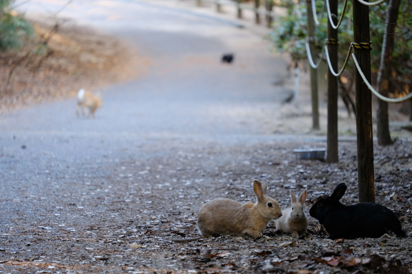 tak1911_Okunoshima05.jpg