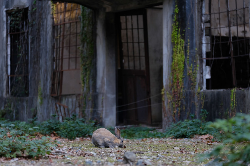 tak1911_Okunoshima06.jpg tak1911_Okunoshima06.jpg