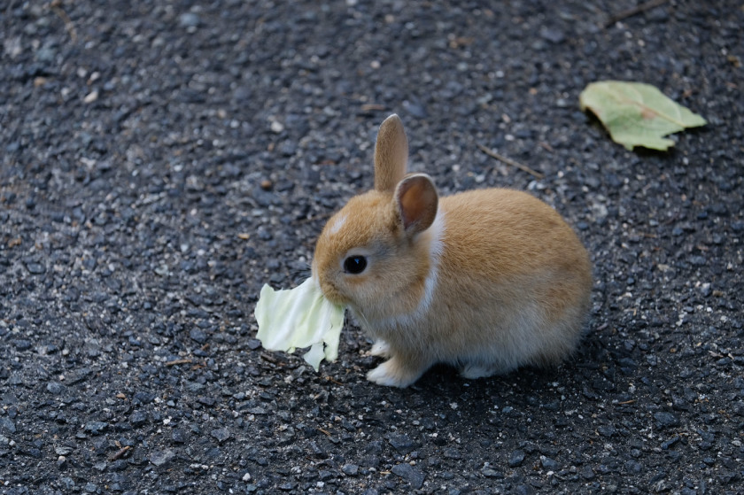 tak1911_Okunoshima07.jpg tak1911_Okunoshima07.jpg