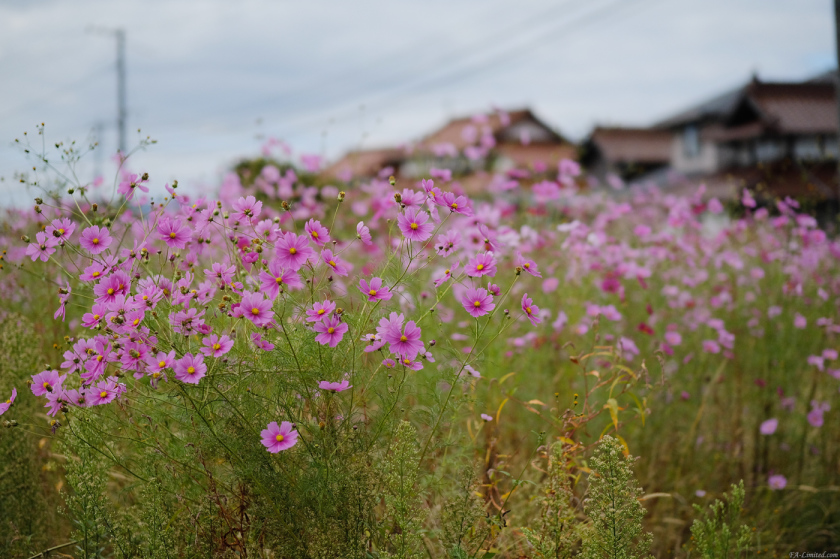 tak2010_Saijo01.jpg tak2010_Saijo01.jpg