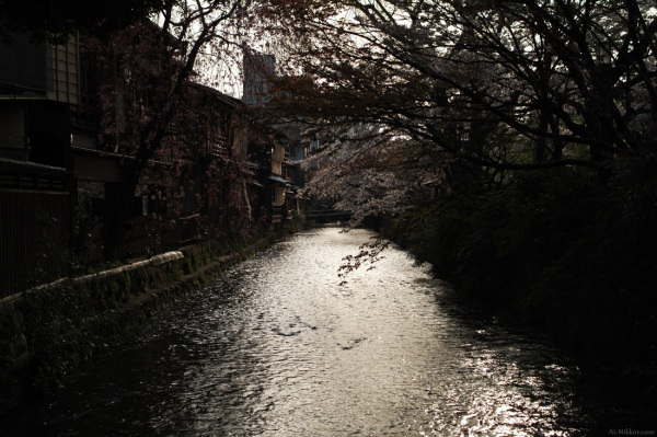 200604_sakura02.jpg 200604_sakura02.jpg