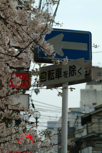 200604_sakura03.jpg 200604_sakura03.jpg
