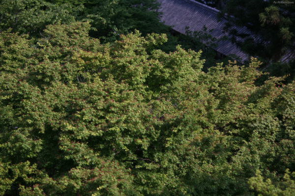 200905_Hasedera_02.jpg 200905_Hasedera_02.jpg
