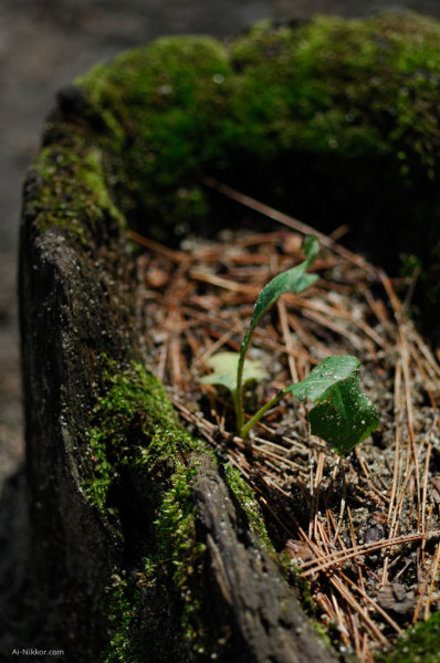 201106_DSC8823.jpg 201106_DSC8823.jpg