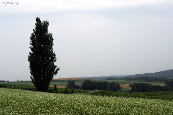 20110727_DSC9085.jpg 20110727_DSC9085.jpg