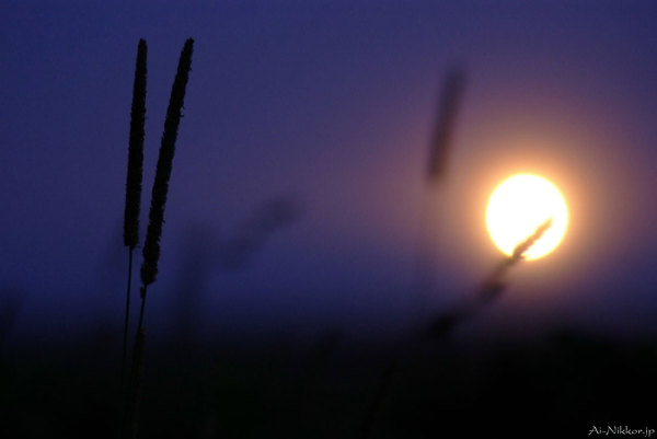 20110803_DSF6037_1.jpg 20110803_DSF6037_1.jpg