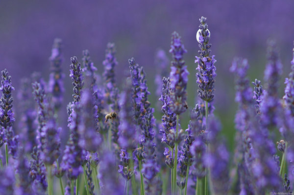 201407_lavender_01.jpg 201407_lavender_01.jpg