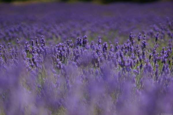 201407_lavender_03.jpg 201407_lavender_03.jpg