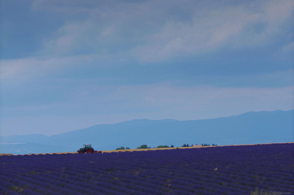 201407_lavender_04.jpg 201407_lavender_04.jpg