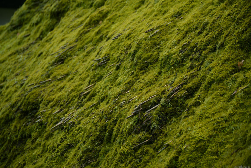 201605_Miyama04.jpg 201605_Miyama04.jpg