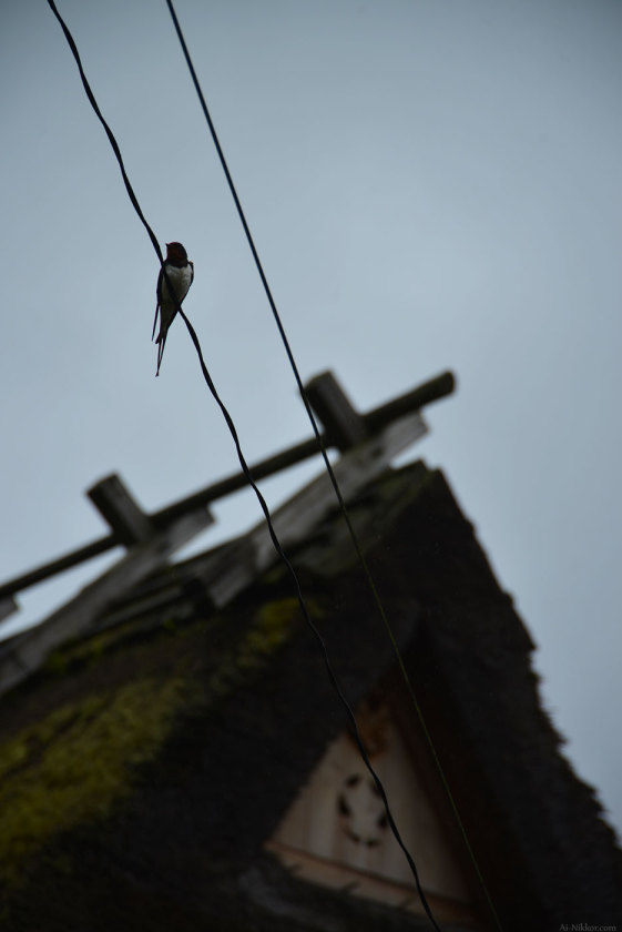 201605_Miyama05.jpg 201605_Miyama05.jpg