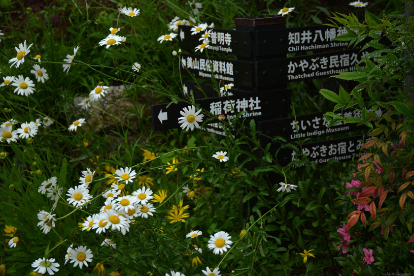 201605_Miyama06.jpg 201605_Miyama06.jpg
