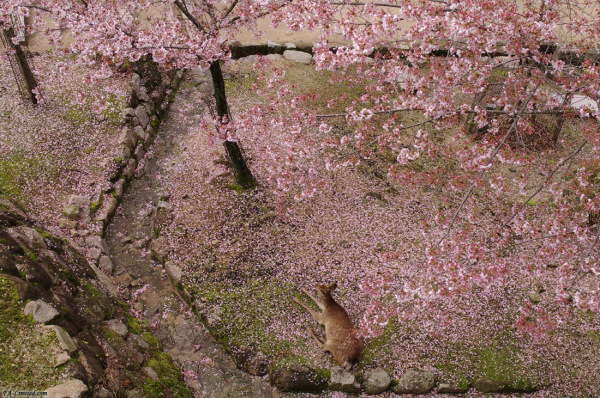 tak1004miyajima_01.jpg