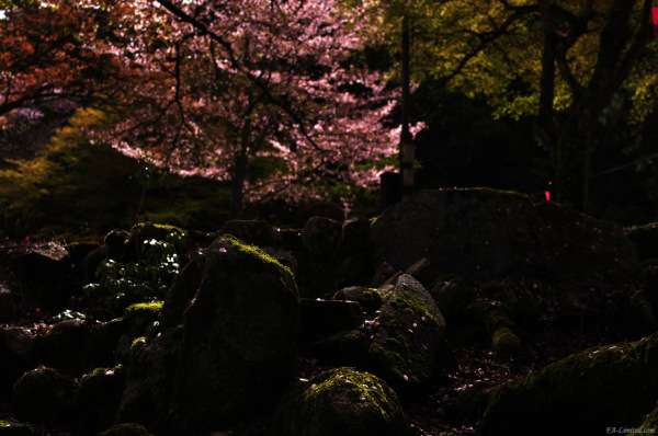 tak1004miyajima_02.jpg