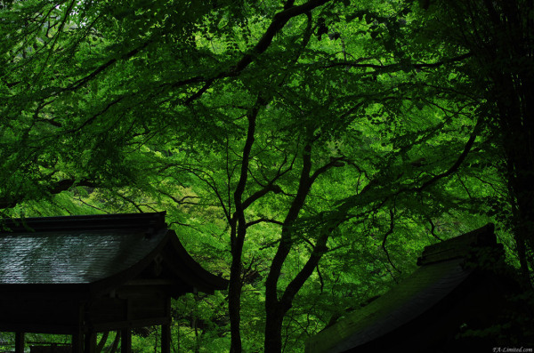 tak1205_Kifune03.jpg tak1205_Kifune03.jpg