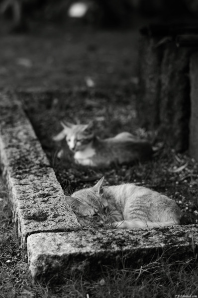 tak1308_Neko01.jpg tak1308_Neko01.jpg