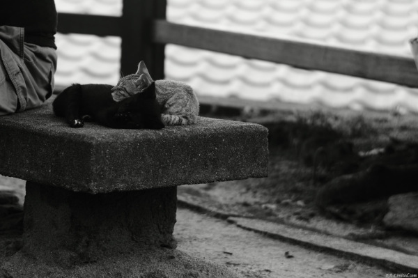 tak1308_Neko03.jpg tak1308_Neko03.jpg