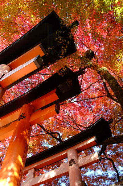 tak1411_Fushimi-Inari05.jpg tak1411_Fushimi-Inari05.jpg