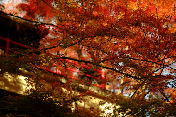 tak1411_Imakumano01.jpg tak1411_Imakumano01.jpg