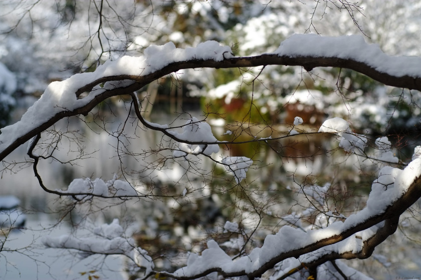tak1501_Ryoanji01.jpg tak1501_Ryoanji01.jpg