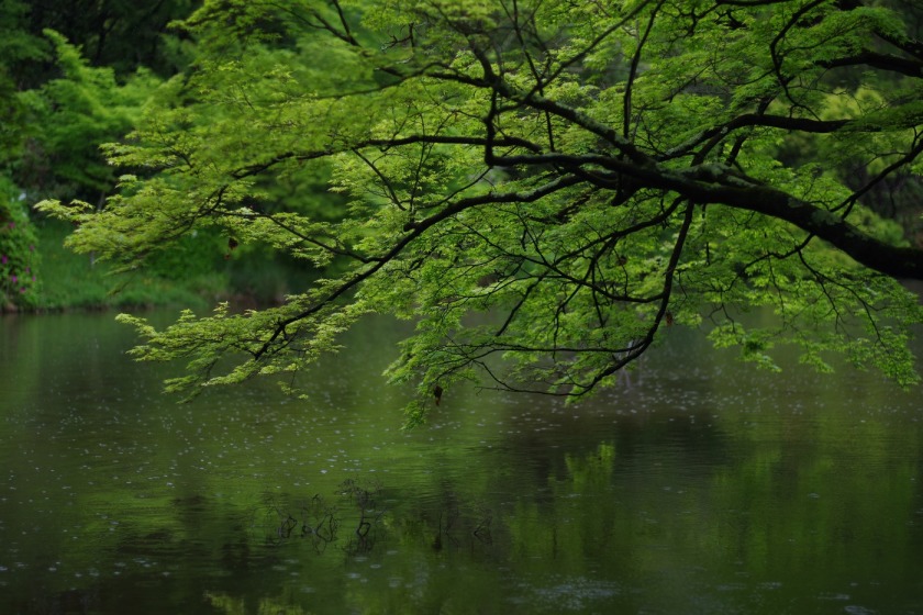 tak1905_BotanicalGarden03.jpg