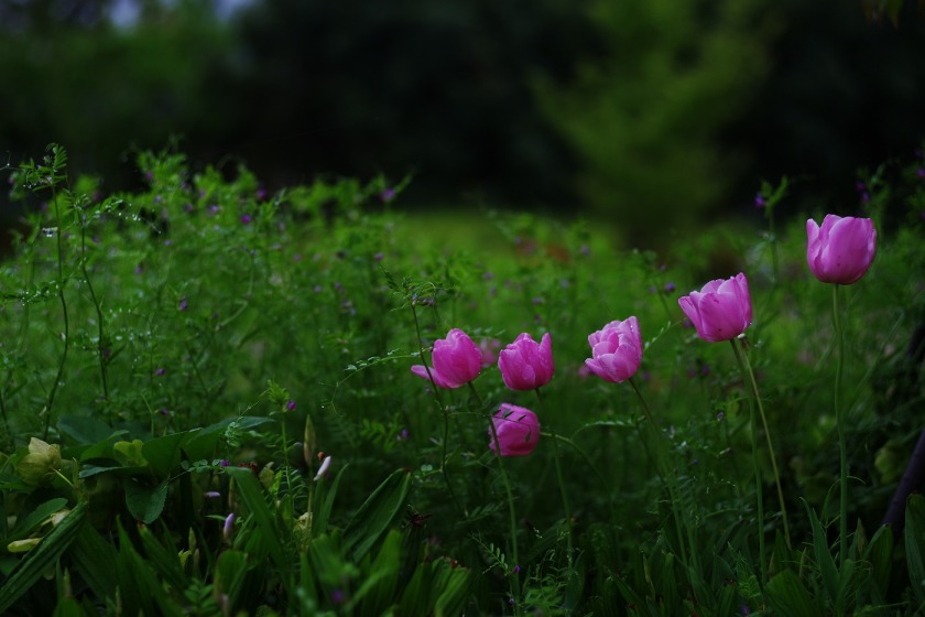 tak1905_BotanicalGarden02.jpg