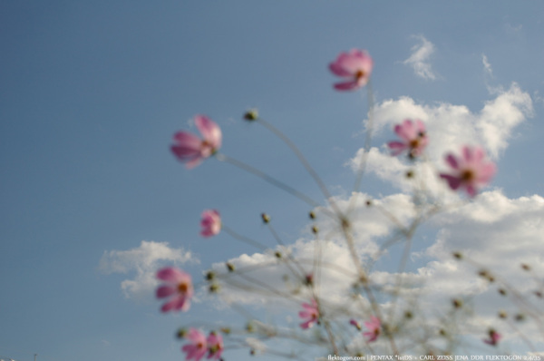 200710_Cosmos_02.jpg 200710_Cosmos_02.jpg