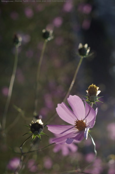 200710_Cosmos_03.jpg 200710_Cosmos_03.jpg