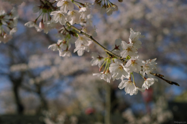 tak1004_tsuyama01.jpg tak1004_tsuyama01.jpg