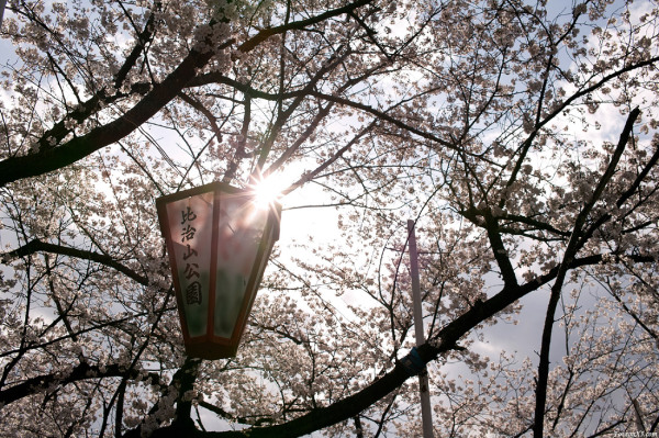 tak1204_sakura02.jpg