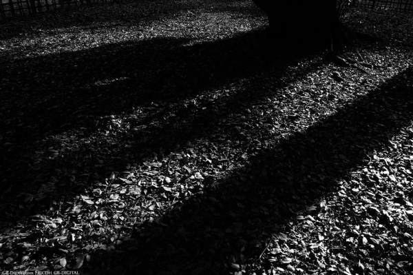 200811_KyotoGyoen_01BW.jpg 200811_KyotoGyoen_01BW.jpg
