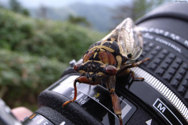 201008_Tsurugi_06.jpg 201008_Tsurugi_06.jpg