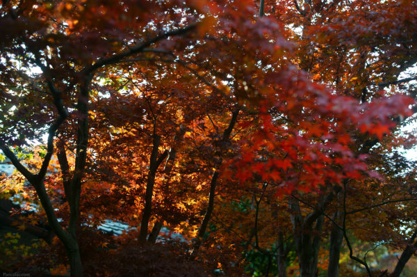 201311_Jinkoin_02.jpg
