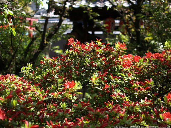 200804_zuiko02.jpg