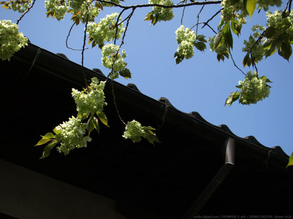 200804_zuiko04.jpg